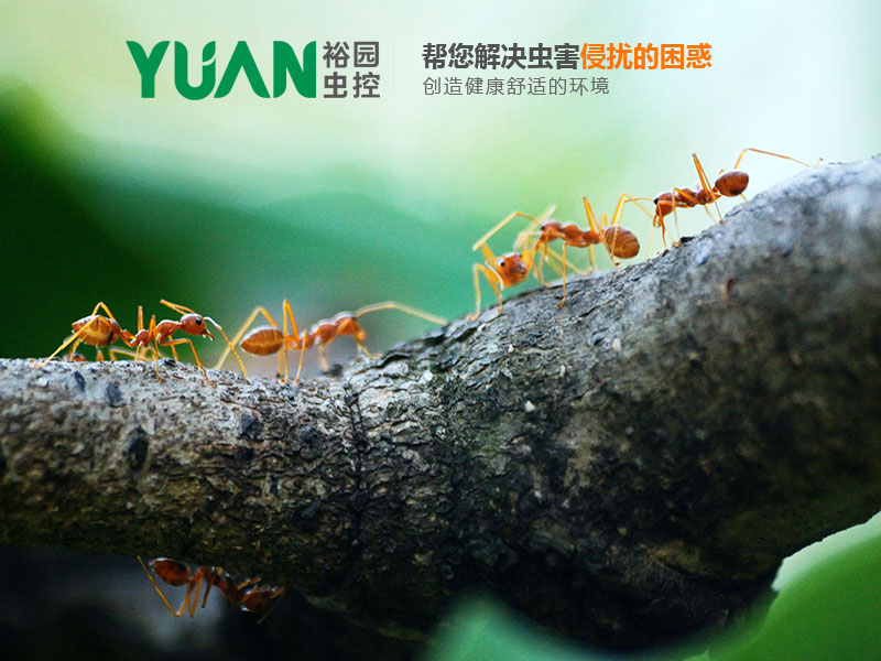 唐山裕園蟲(chóng)害防治公司建站案例